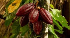 Indigo Herbs Organic Cacao Butter 500g by WK Organics. B