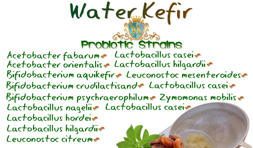 Probiotic strains in Water Kefir