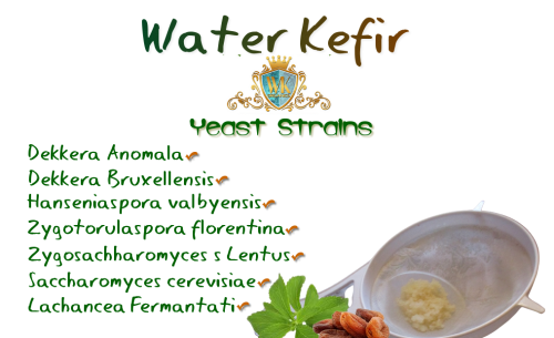 Yeast strains in Water Kefir